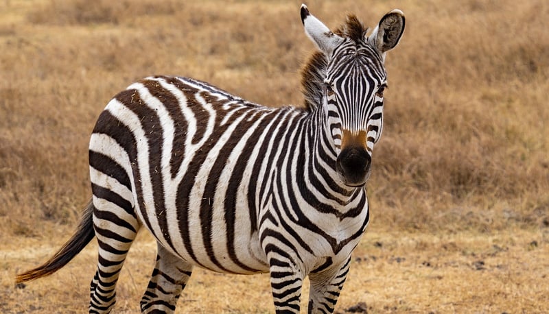 Serengeti Under Canvas